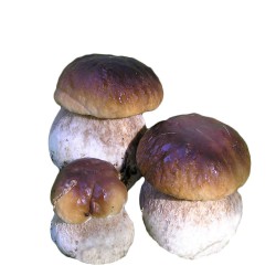 Funghi porcini