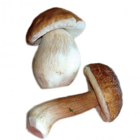 Funghi porcini commerciale