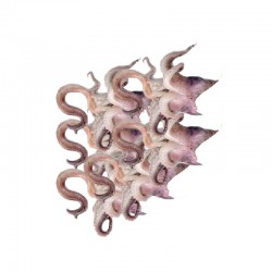 Ciuffi di calamari I.Q.F.